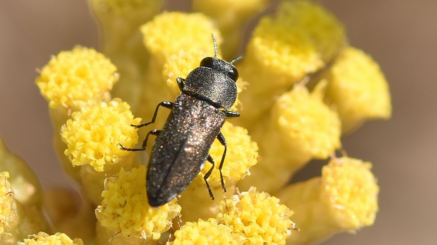 Buprestidae corso: Anthaxia umbellatarum
