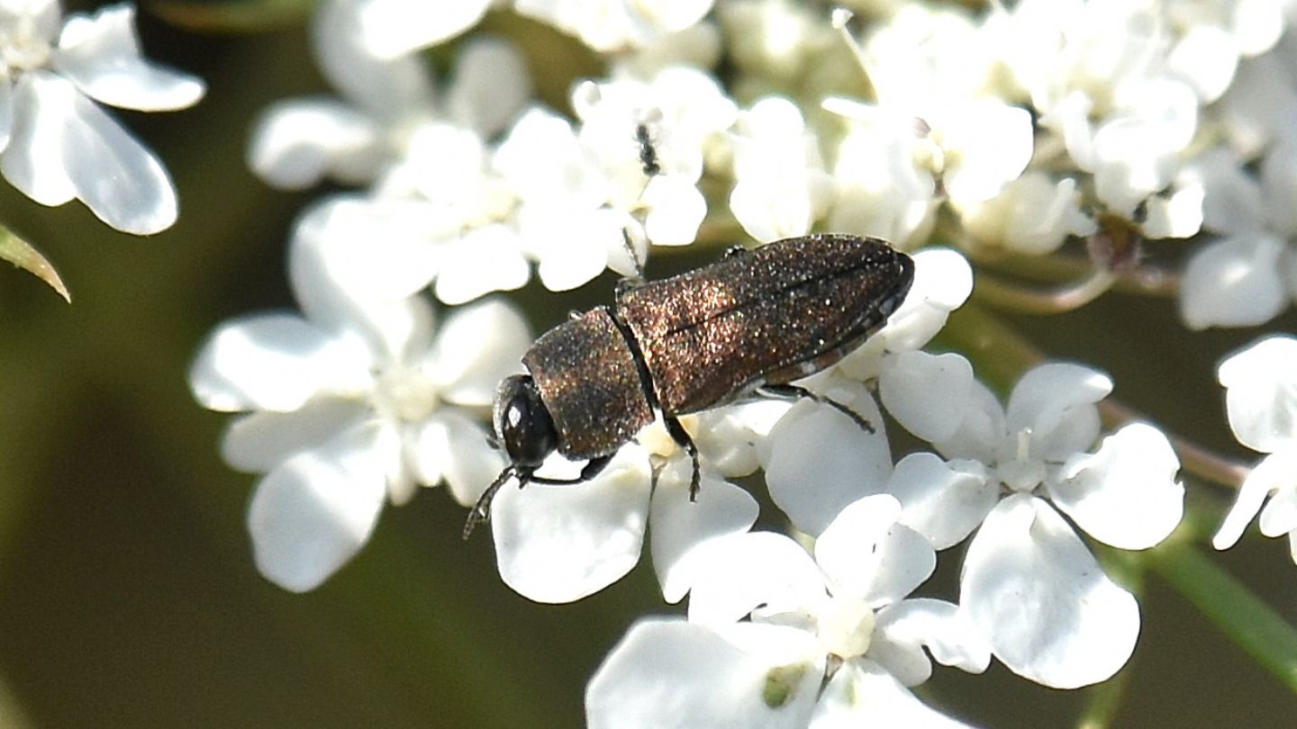 Buprestidae corso: Anthaxia umbellatarum