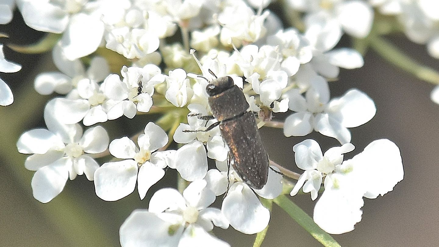 Buprestidae corso: Anthaxia umbellatarum