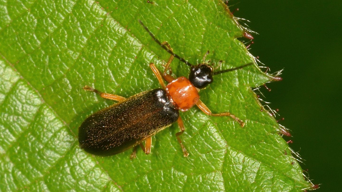 Cantharidae da id