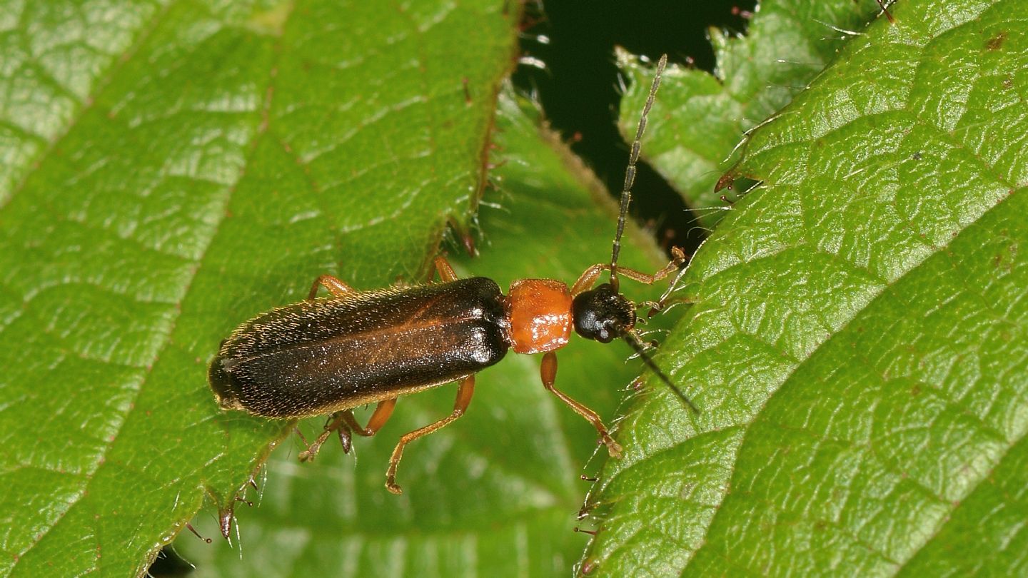 Cantharidae da id