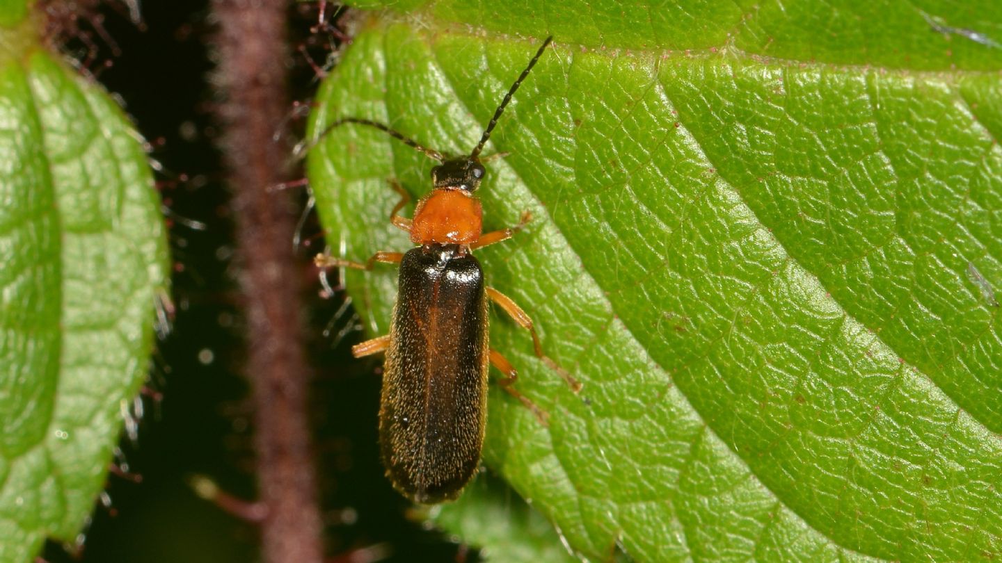 Cantharidae da id