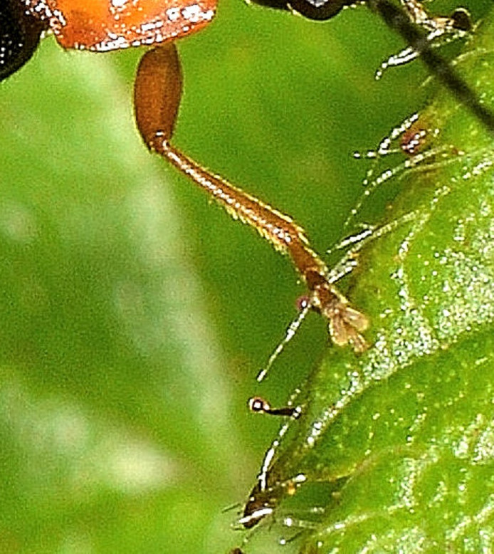 Cantharidae da id