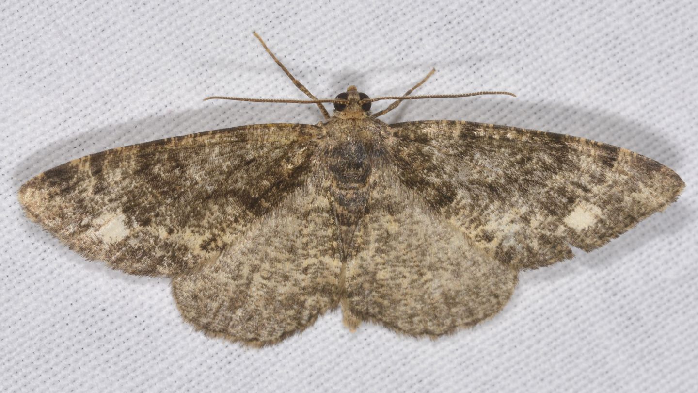 Parectropis similaria ?  S