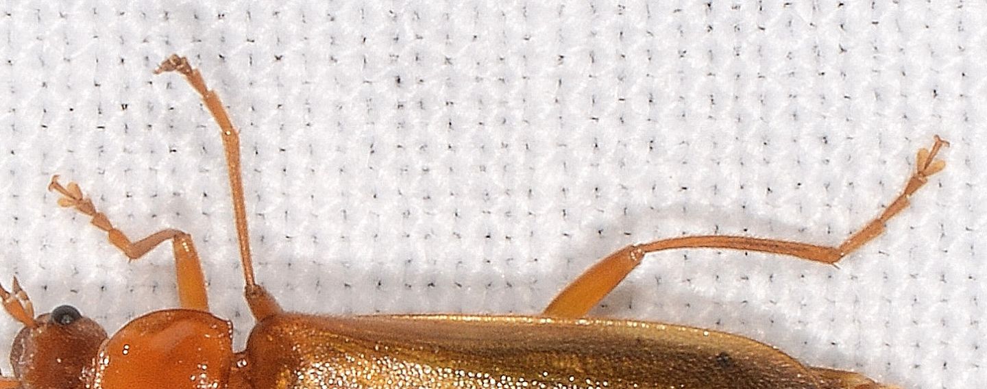 Cantharidae: Rhagonycha translucida