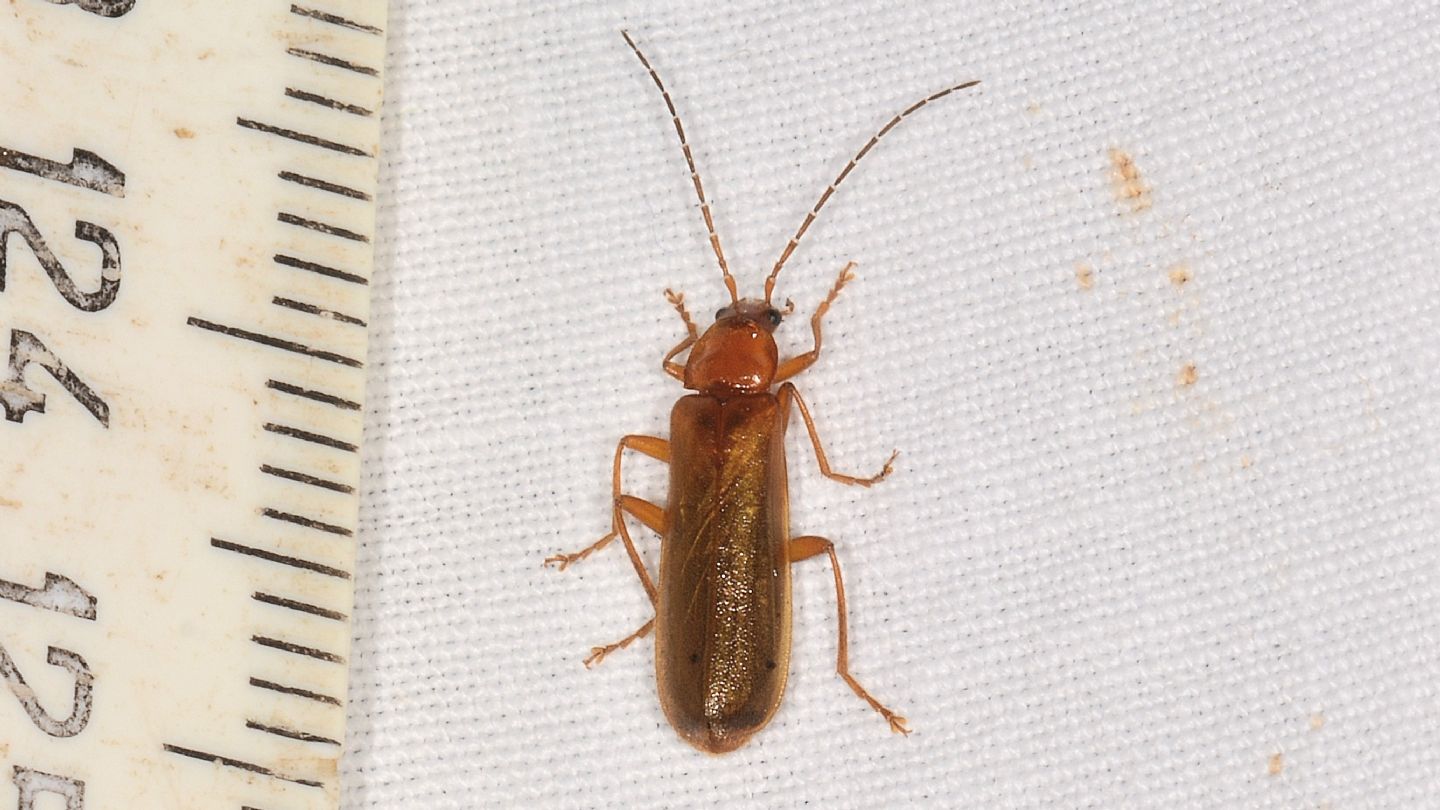 Cantharidae: Rhagonycha translucida