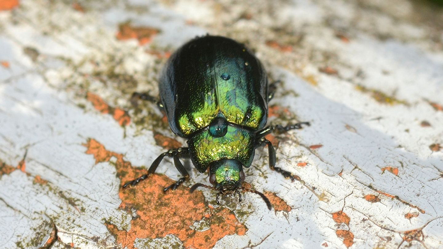 Chrysomelidae verde:  Plagiosterna (= Linaeidea) aenea