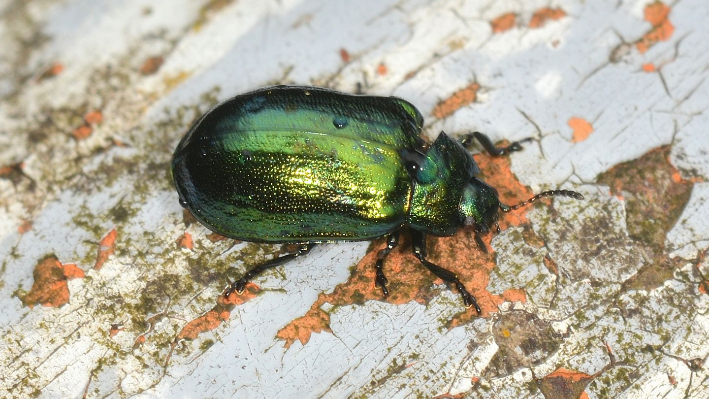 Chrysomelidae verde:  Plagiosterna (= Linaeidea) aenea