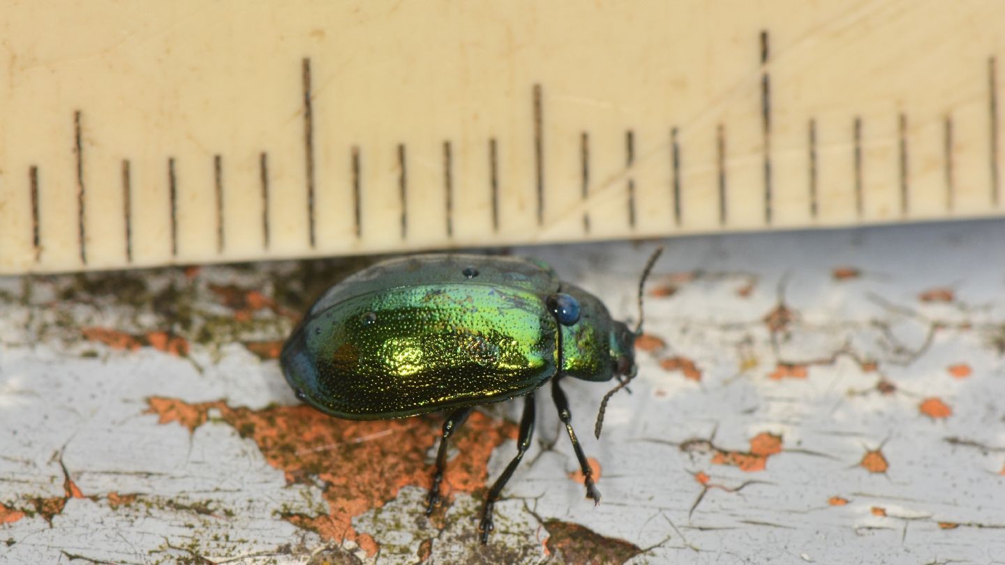 Chrysomelidae verde:  Plagiosterna (= Linaeidea) aenea