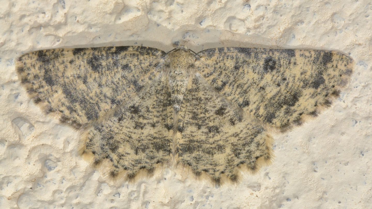 Geometridae da id: Charissa sp.
