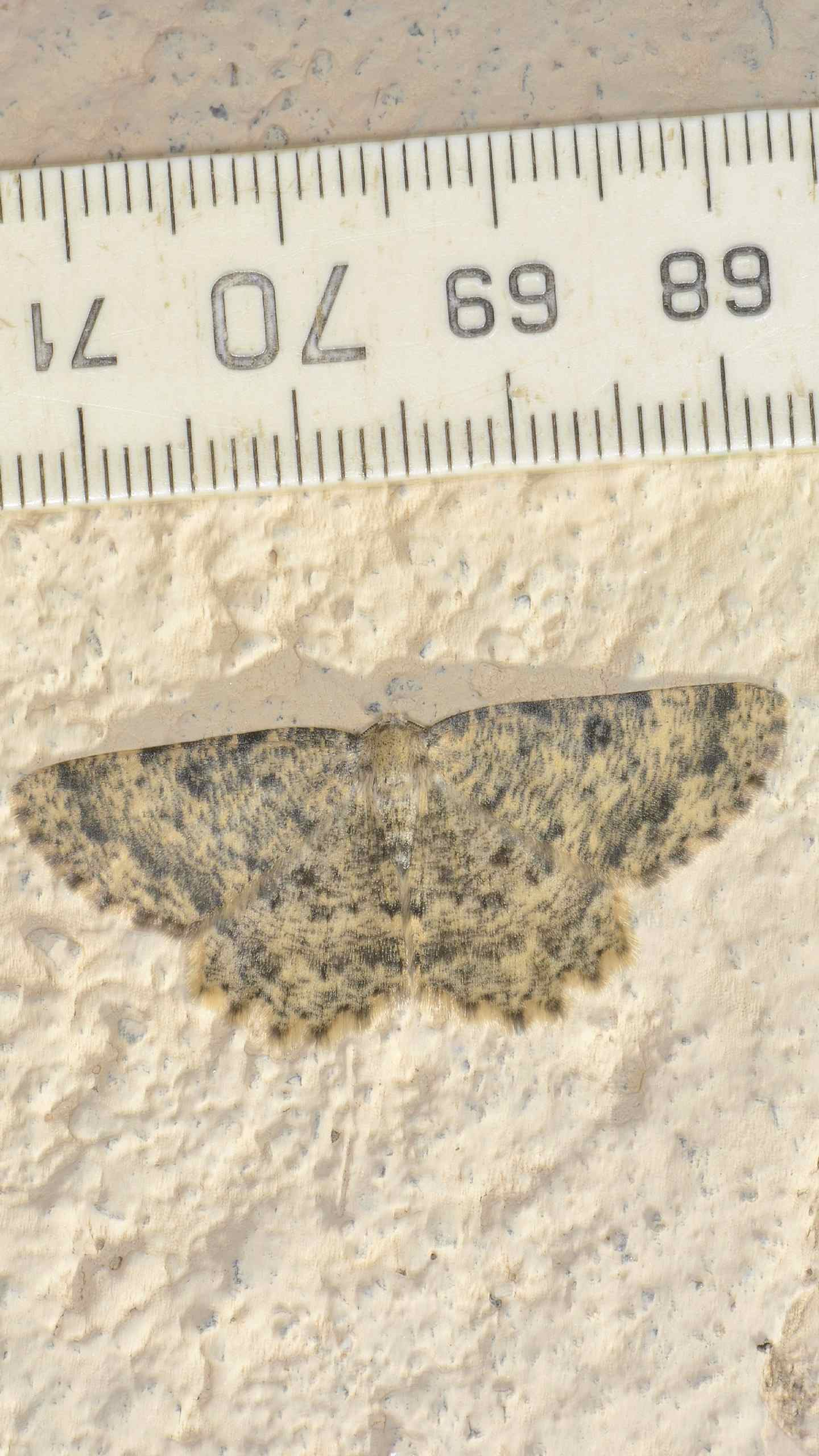 Geometridae da id: Charissa sp.