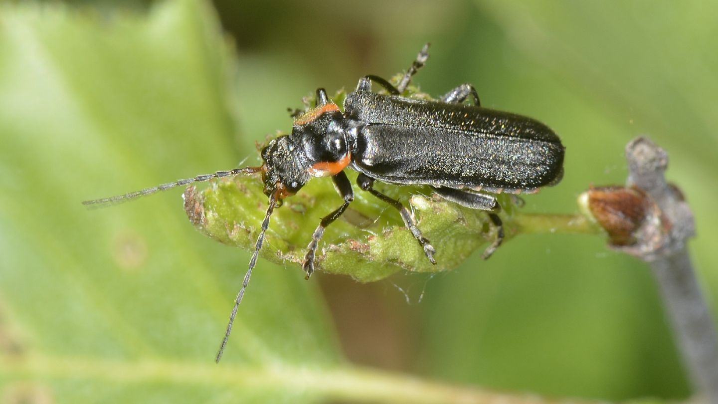 Cantharidae: Cantharis gr. obscura