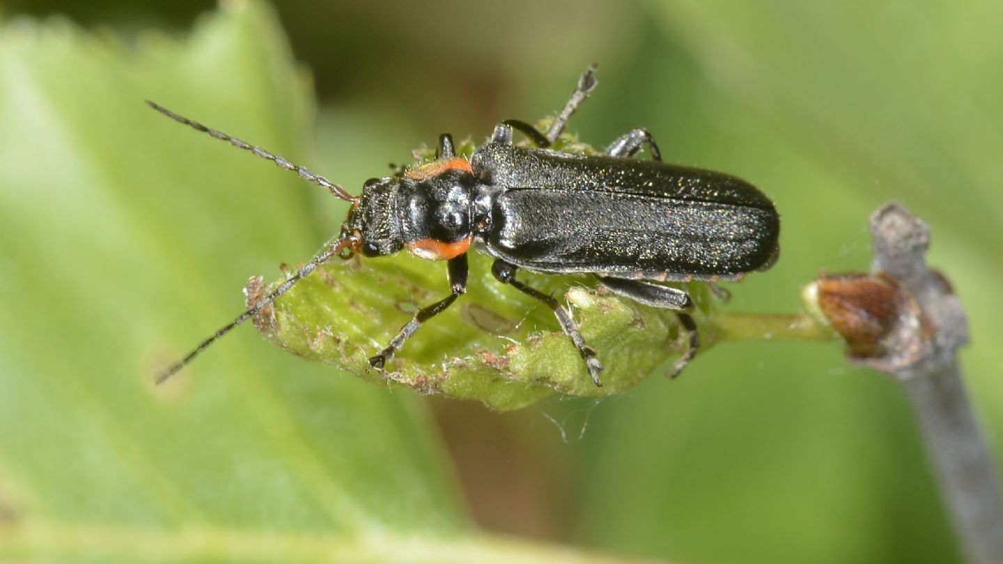 Cantharidae: Cantharis gr. obscura