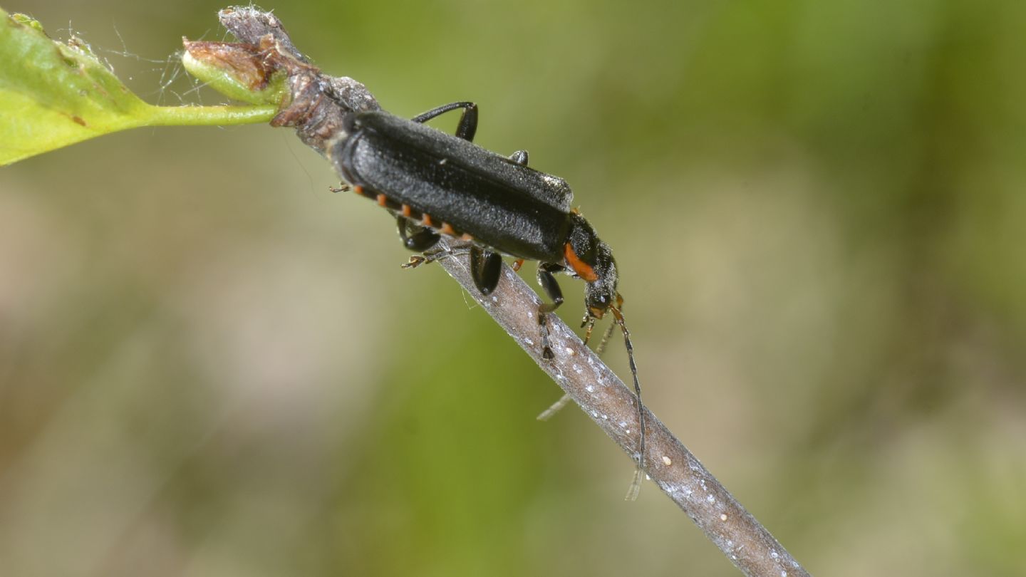 Cantharidae: Cantharis gr. obscura