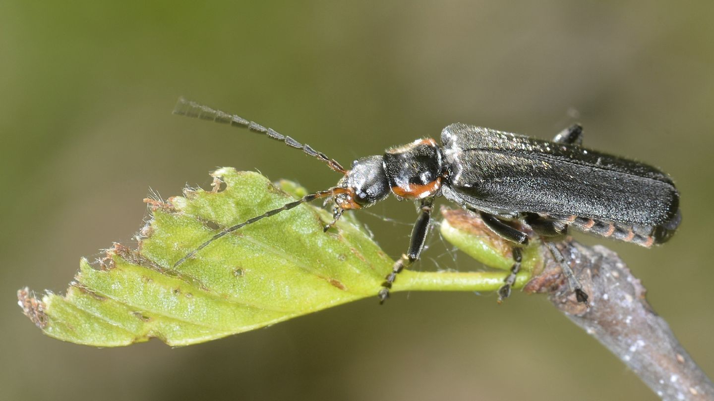Cantharidae: Cantharis gr. obscura