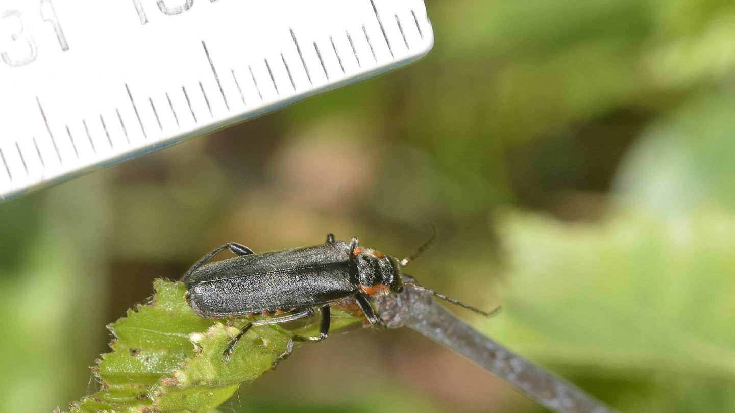 Cantharidae: Cantharis gr. obscura