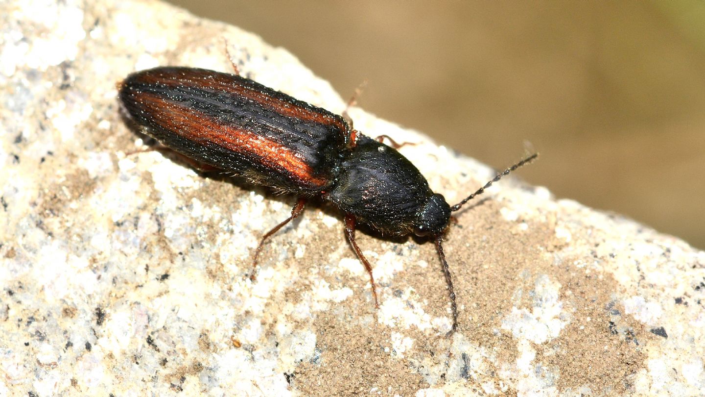 Elateridae: Athous vittatus