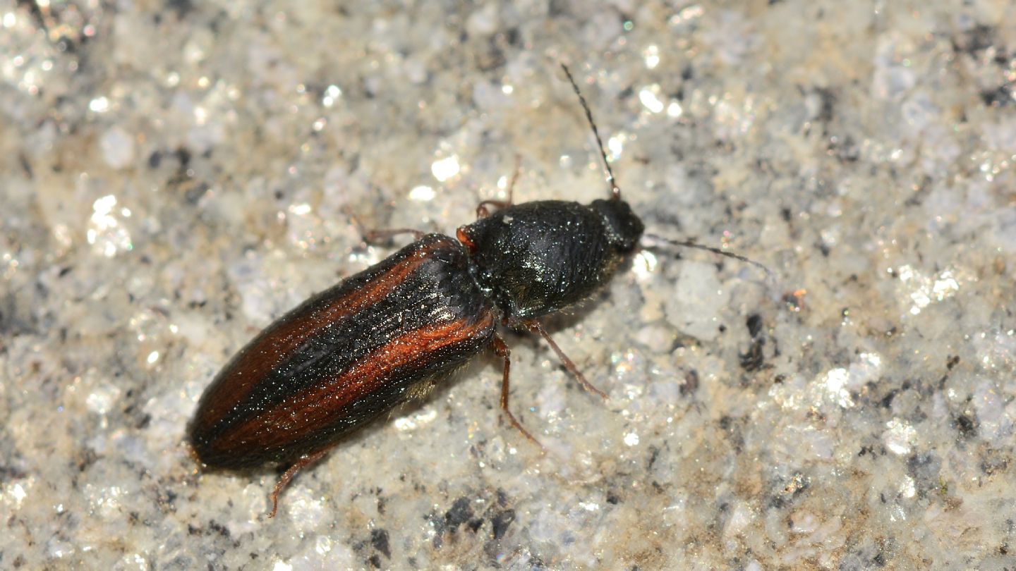 Elateridae: Athous vittatus