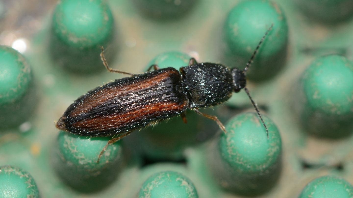 Elateridae: Athous vittatus