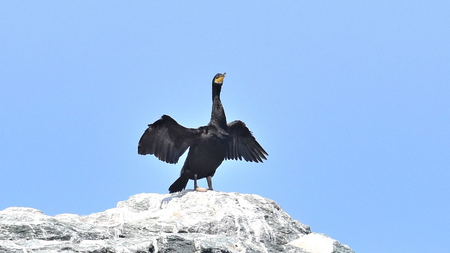 Cormorano o Marangone ?