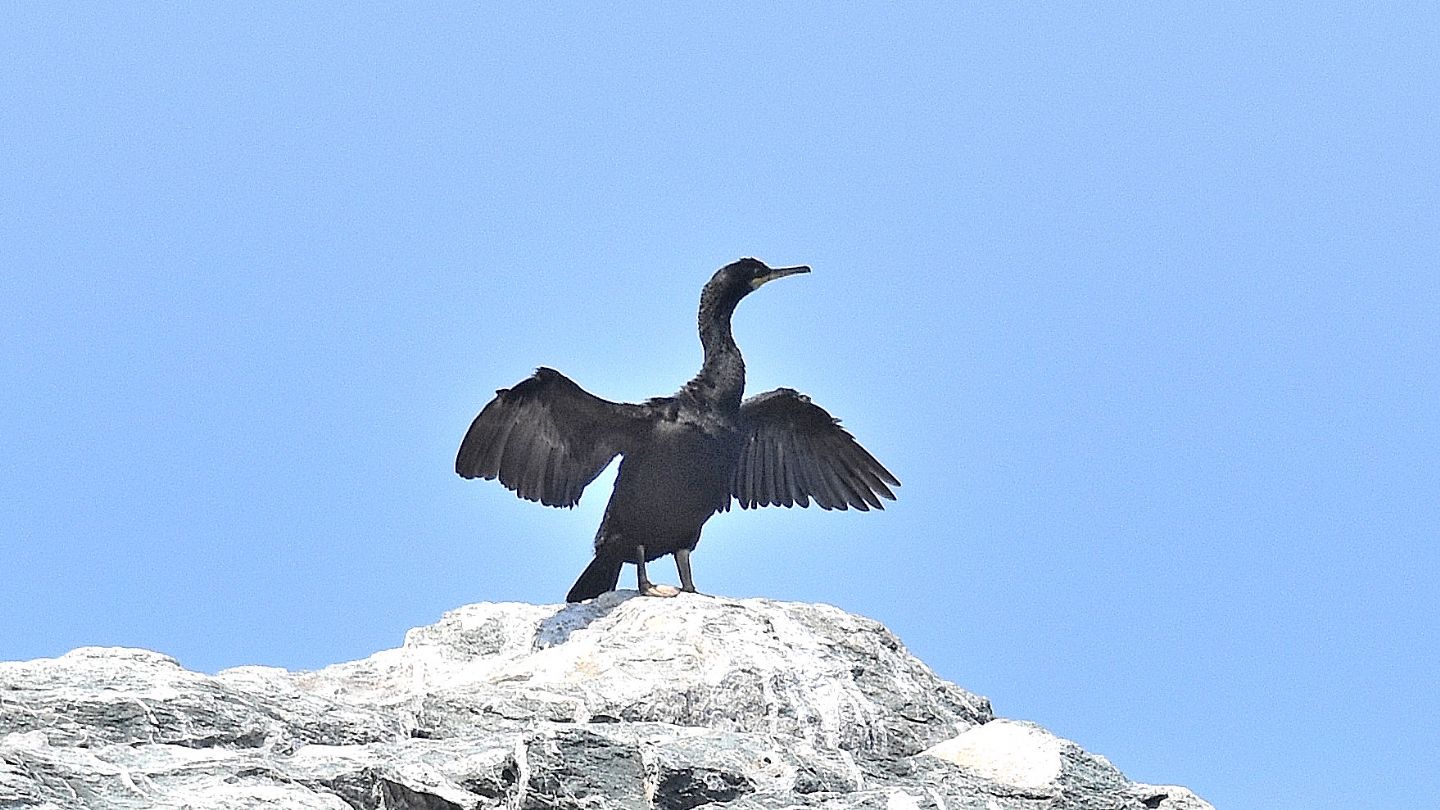 Cormorano o Marangone ?