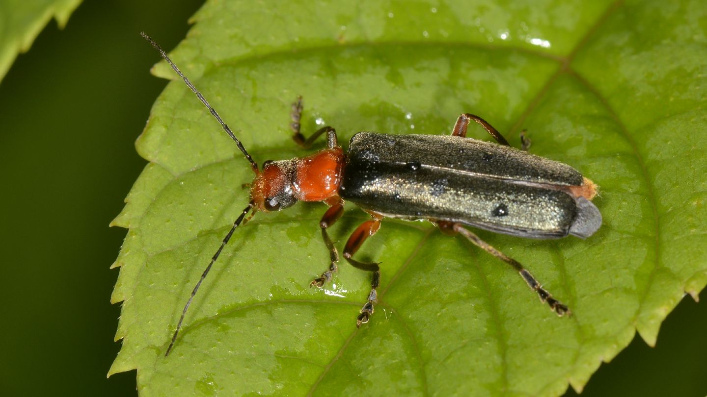 Cantharidae: Ancistronycha violacea