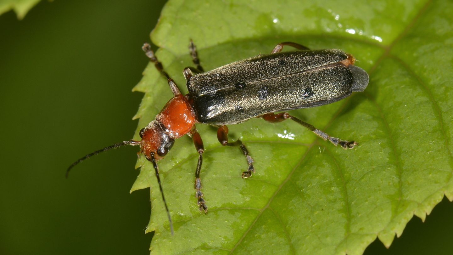 Cantharidae: Ancistronycha violacea