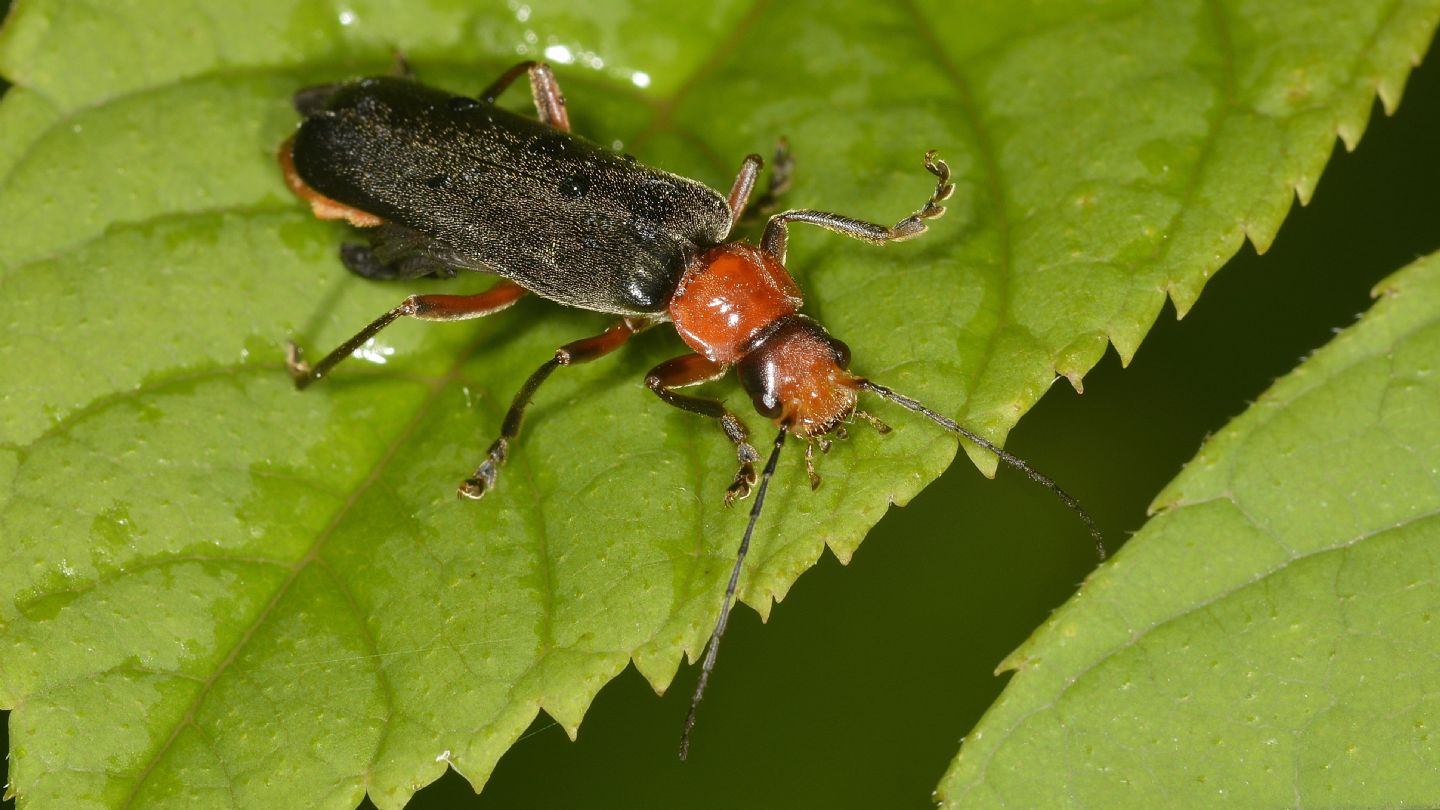 Cantharidae: Ancistronycha violacea