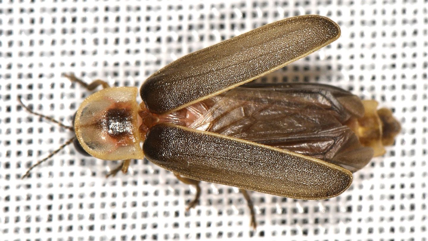 Lampyridae del Giglio: Lampyris plurihomonyma