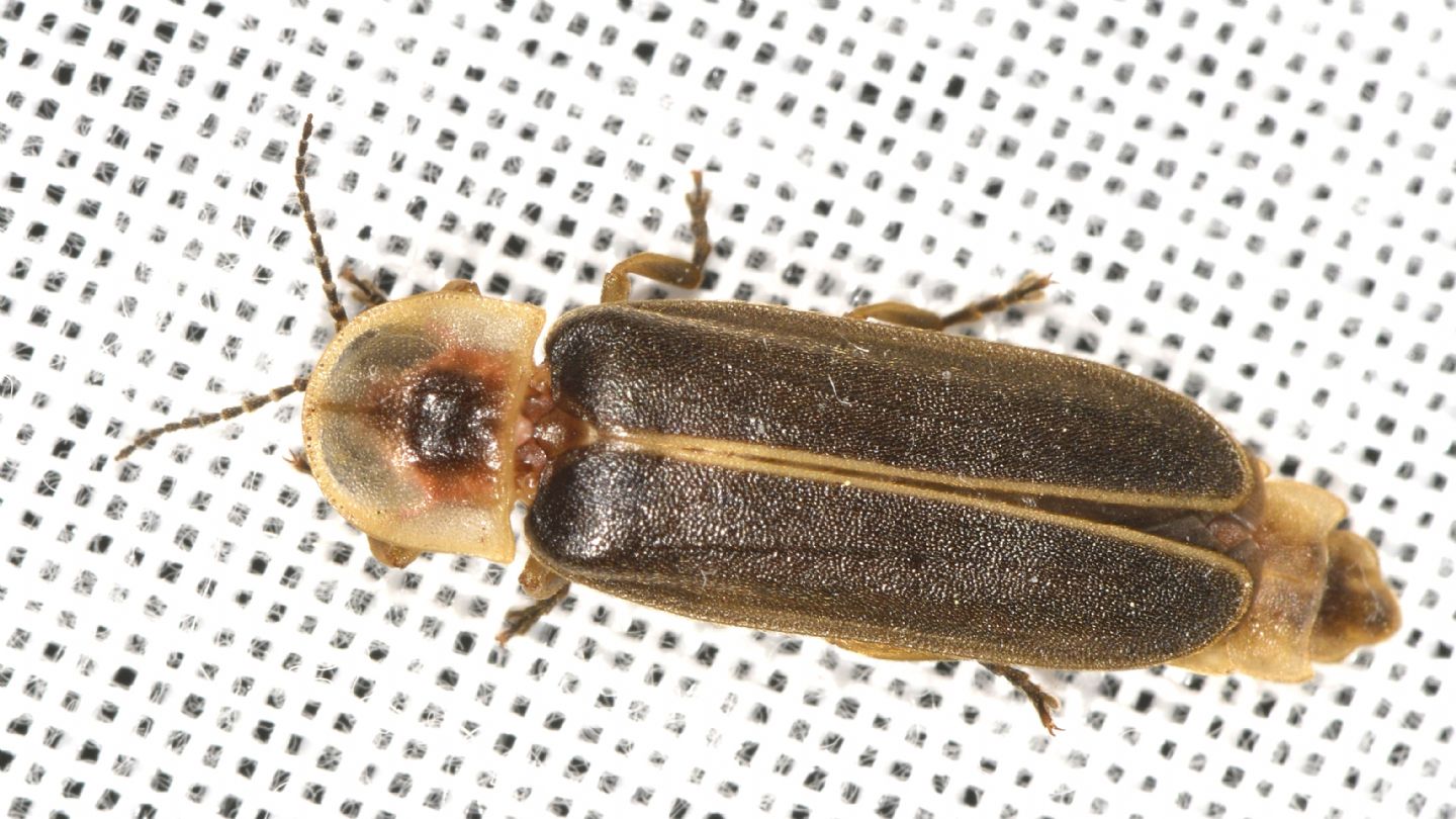 Lampyridae del Giglio: Lampyris plurihomonyma