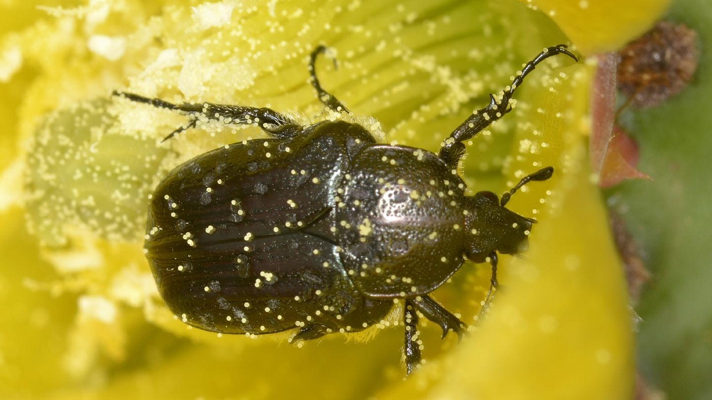 Cetoniidae del Giglio: Oxythyrea funesta