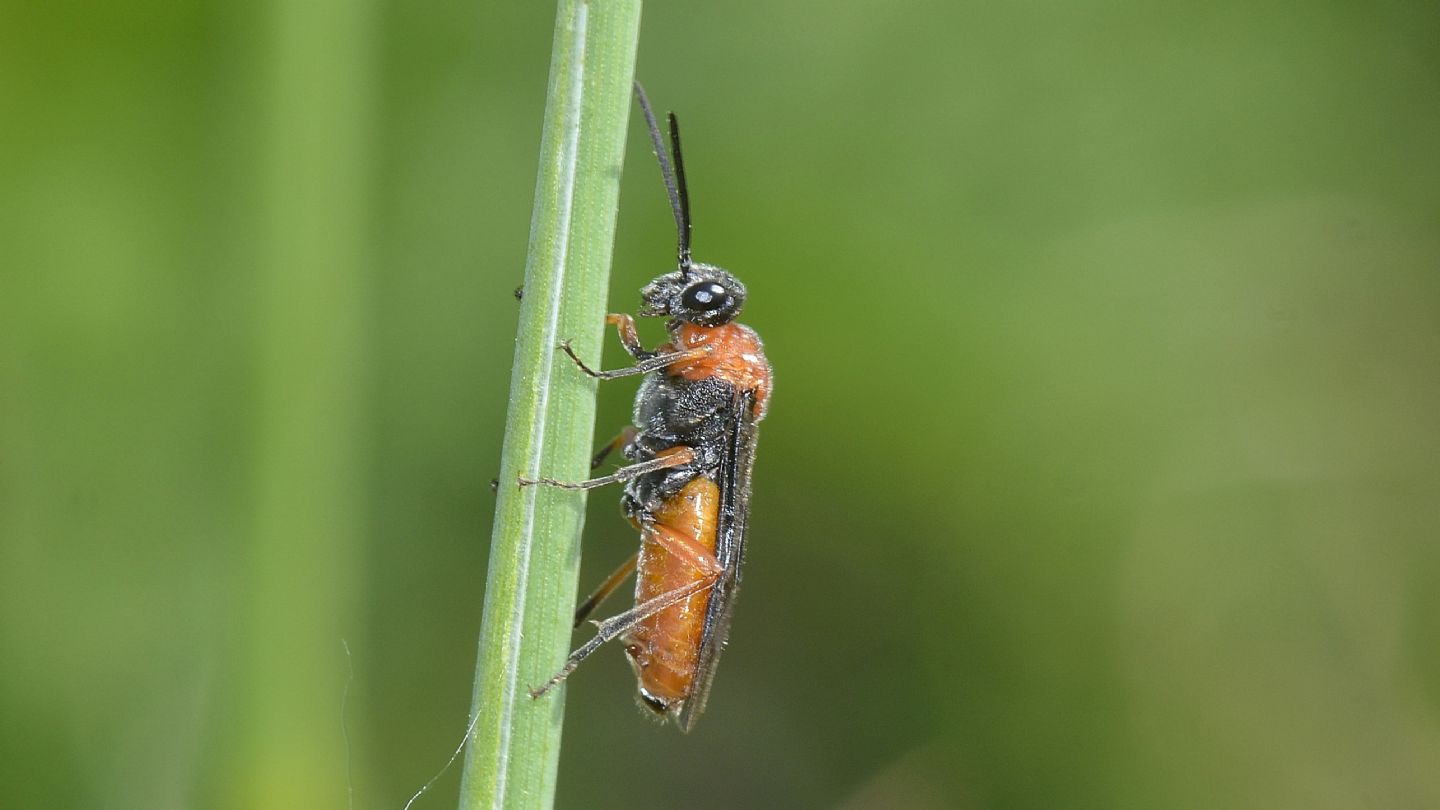 Tenthredinidae? sì, Dolerus etruscus