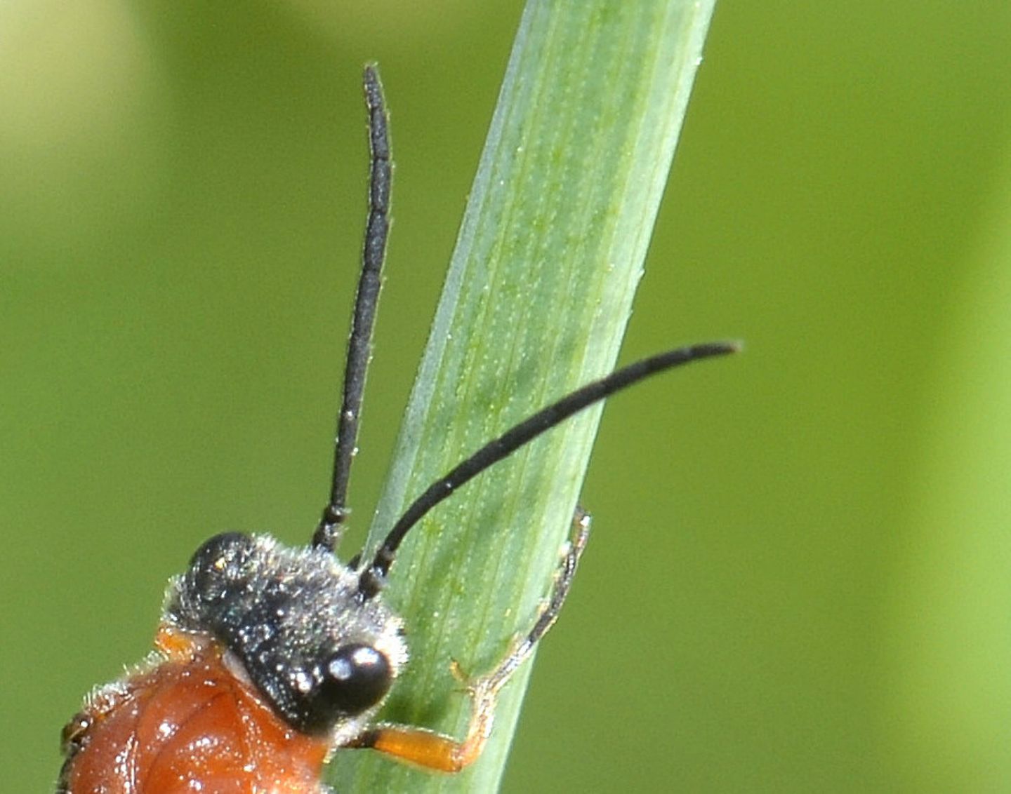 Tenthredinidae? sì, Dolerus etruscus