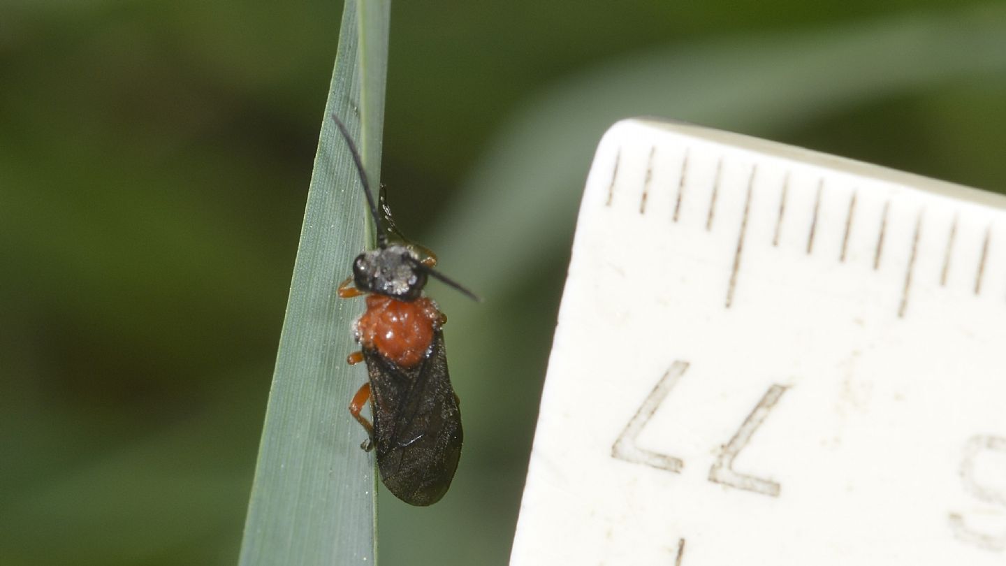 Tenthredinidae? sì, Dolerus etruscus