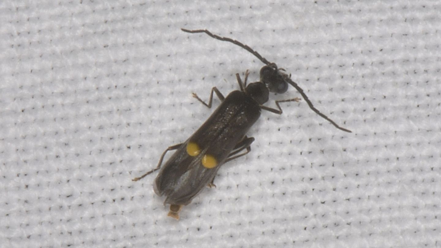 Cantharidae: Malthodes sp.? S.
