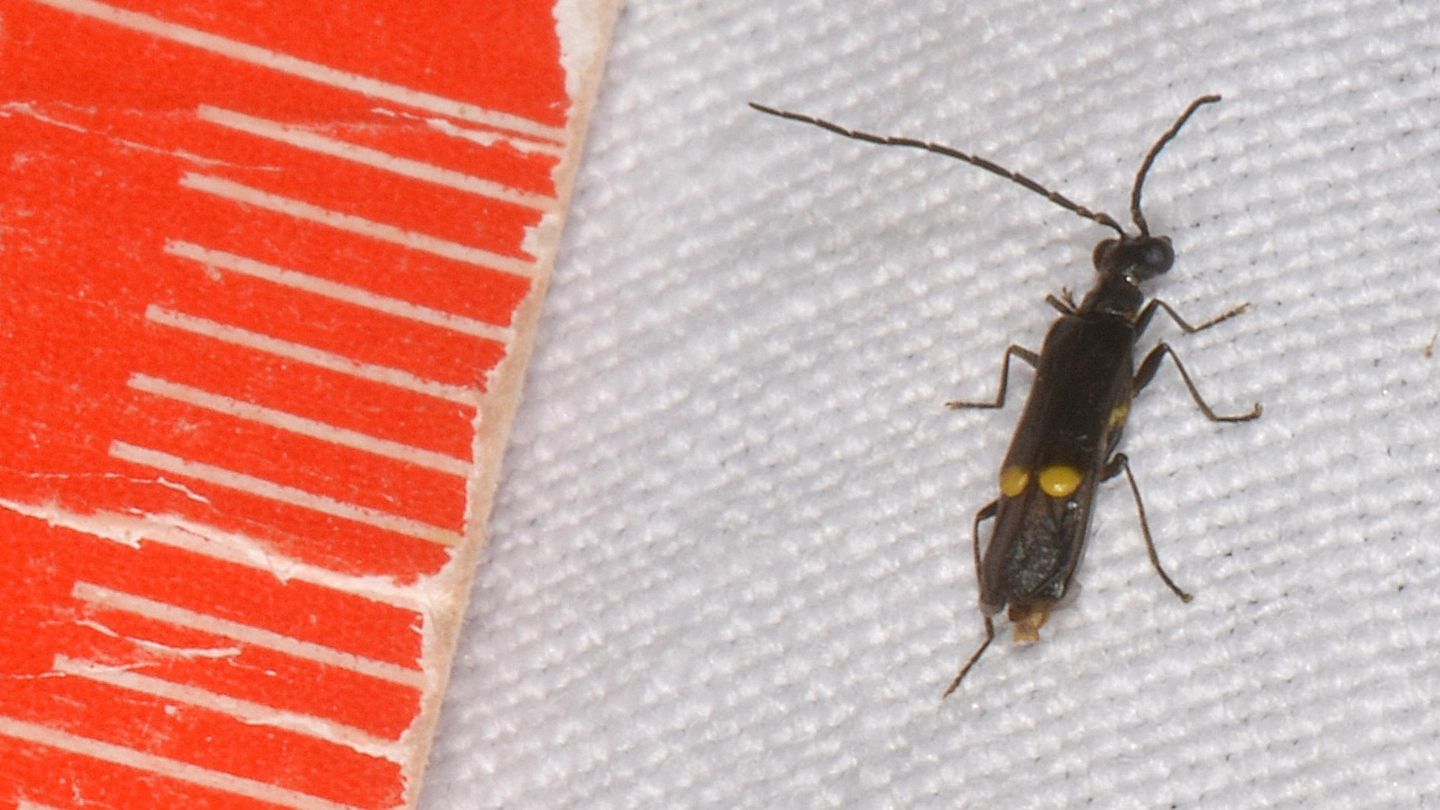 Cantharidae: Malthodes sp.? S.