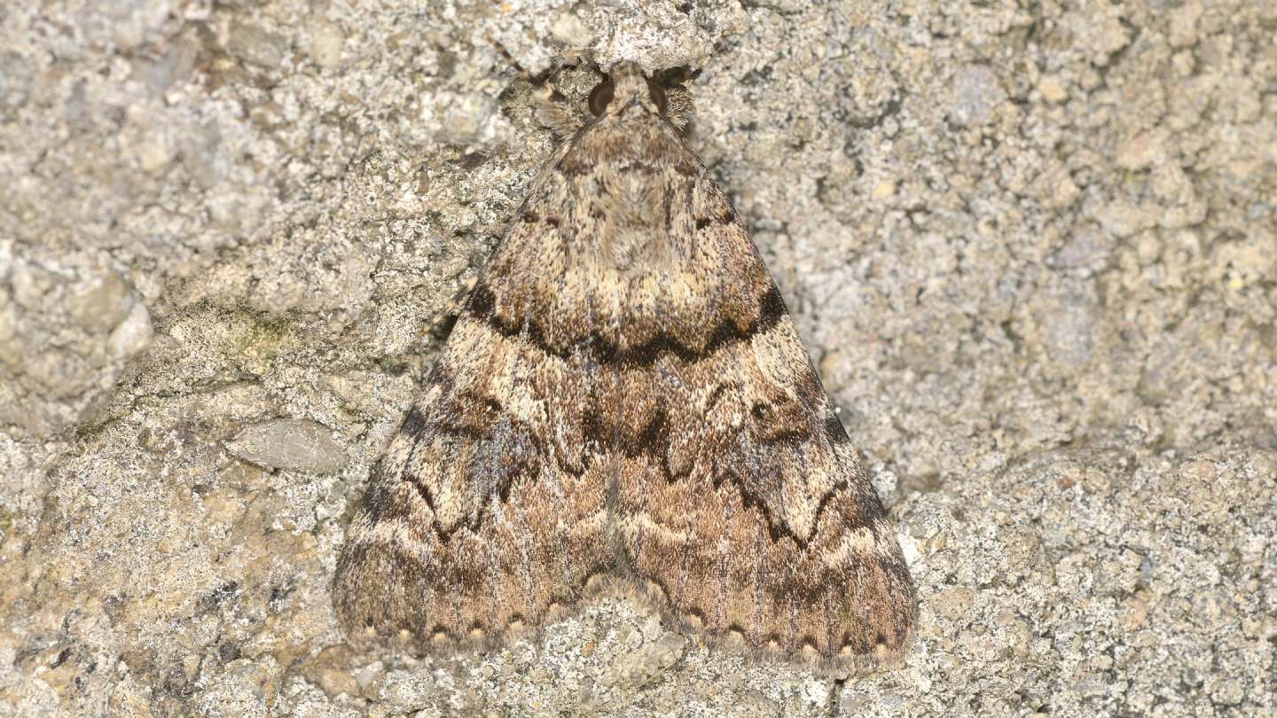 Geometridae ?