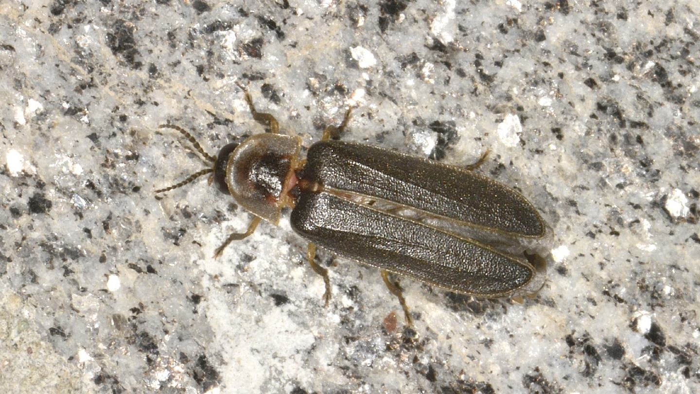 Altro Lampyridae: Lampyris noctiluca