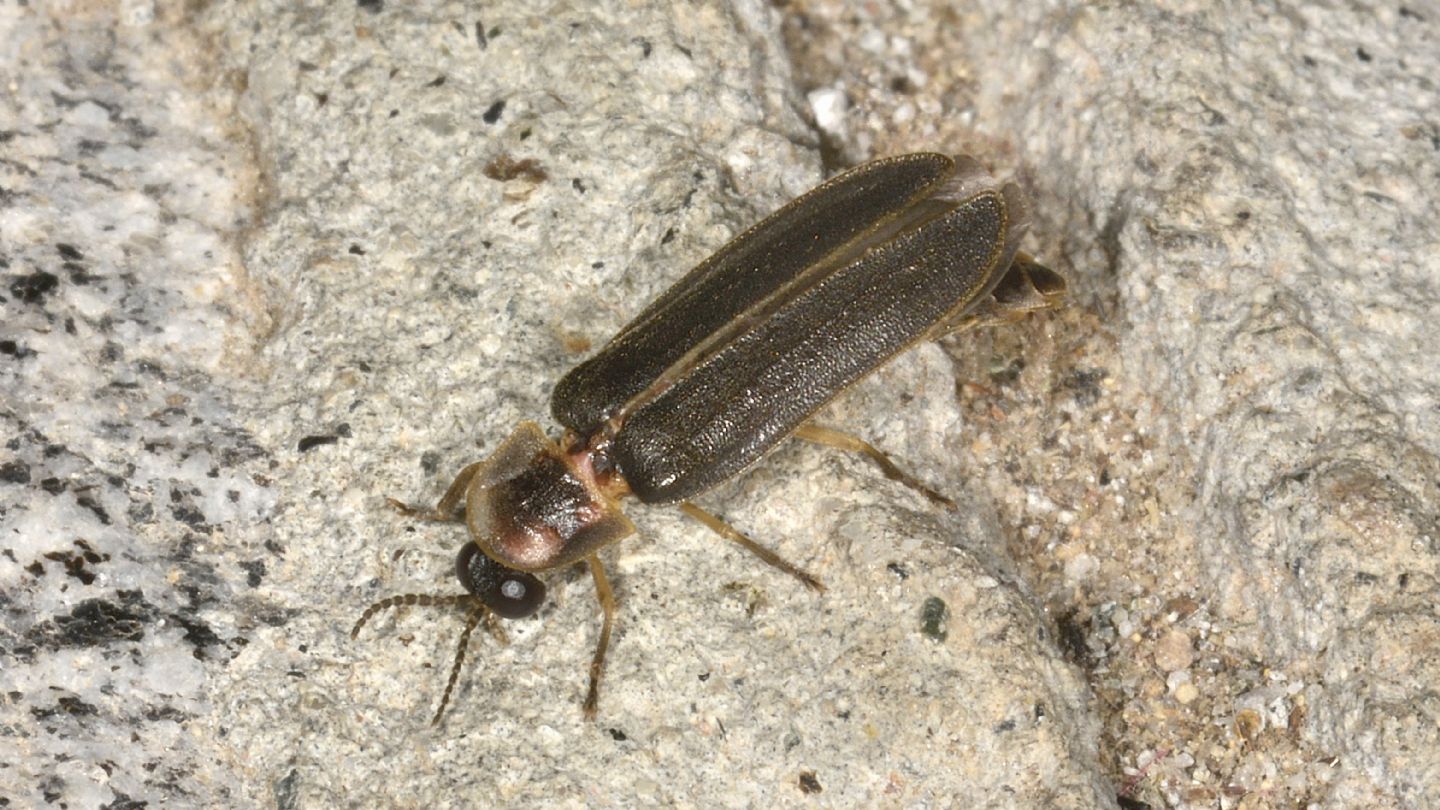 Altro Lampyridae: Lampyris noctiluca