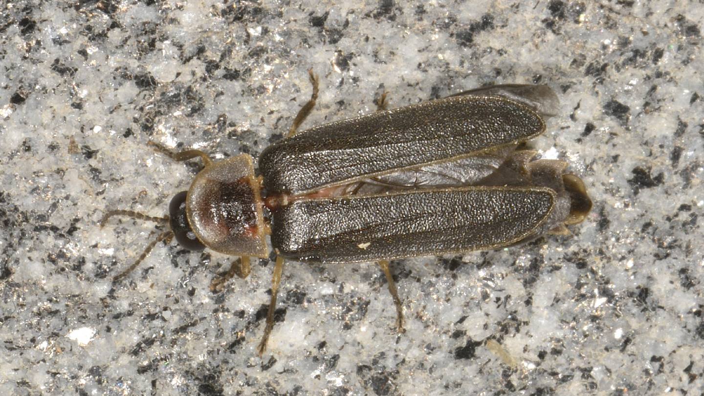 Altro Lampyridae: Lampyris noctiluca