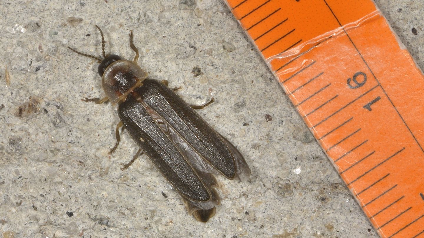 Altro Lampyridae: Lampyris noctiluca