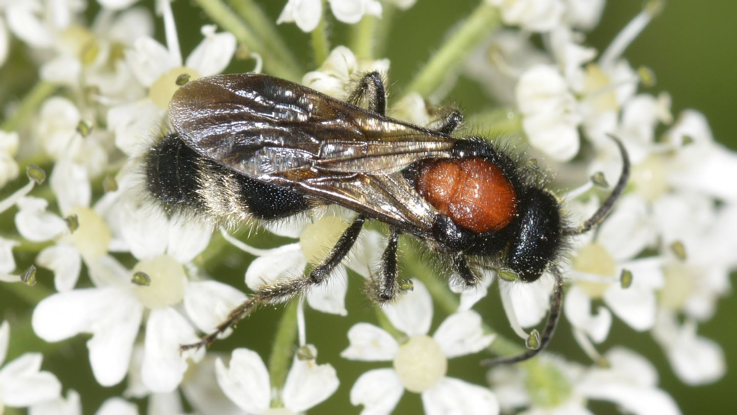 Mutillidae: maschio di Mutilla europaea