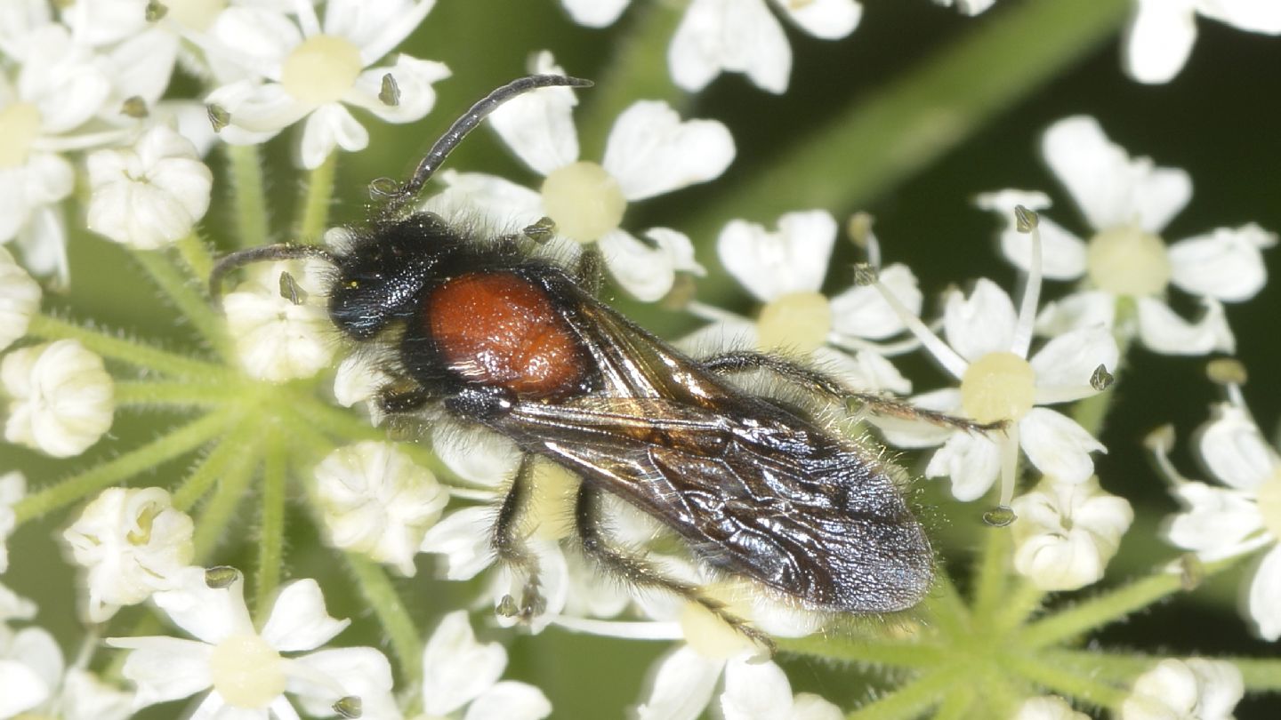 Mutillidae: maschio di Mutilla europaea