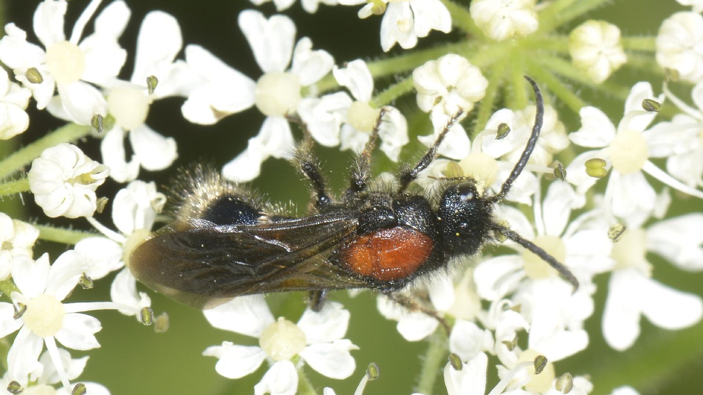 Mutillidae: maschio di Mutilla europaea