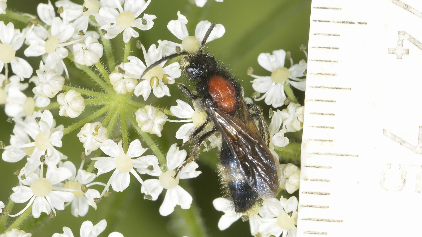 Mutillidae: maschio di Mutilla europaea