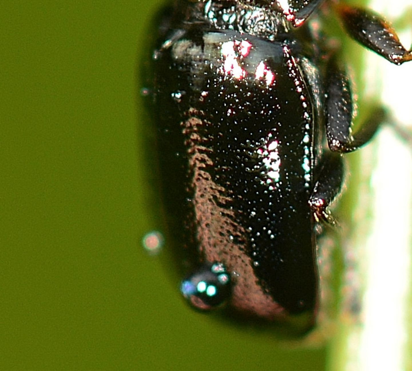 Cryptocephalus da id