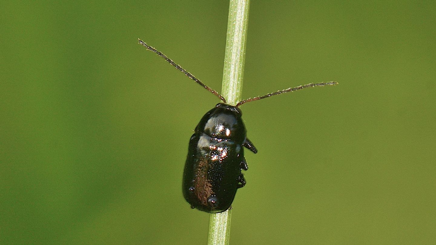 Cryptocephalus da id