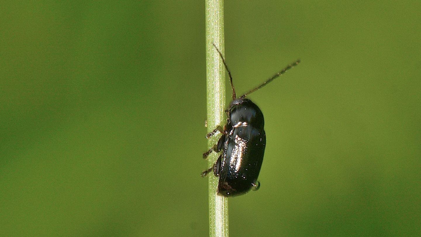 Cryptocephalus da id