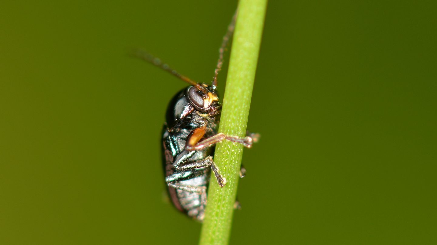 Cryptocephalus da id