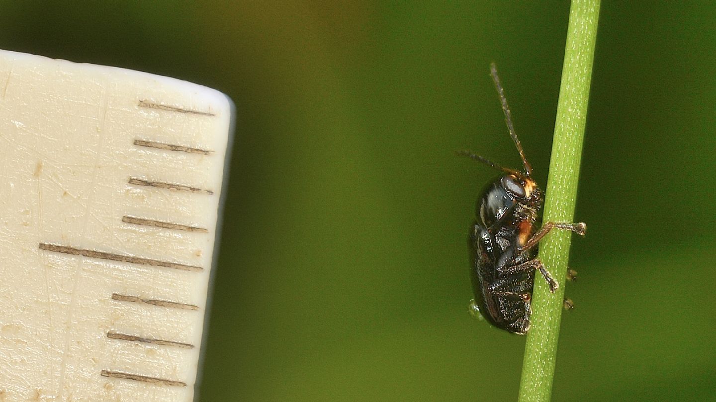 Cryptocephalus da id